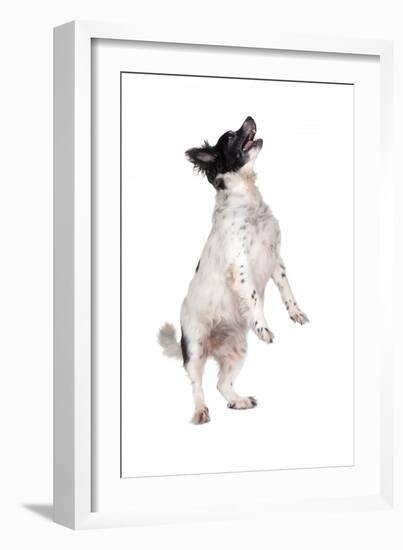 Mutt-Fabio Petroni-Framed Photographic Print