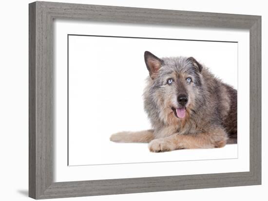 Mutt-Fabio Petroni-Framed Photographic Print