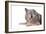 Mutt-Fabio Petroni-Framed Photographic Print