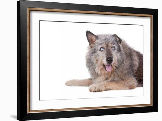 Mutt-Fabio Petroni-Framed Photographic Print