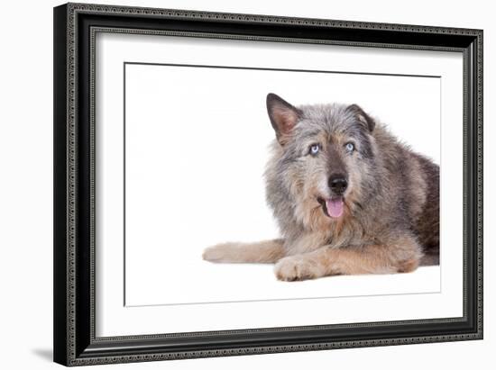 Mutt-Fabio Petroni-Framed Photographic Print