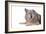 Mutt-Fabio Petroni-Framed Photographic Print