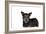 Mutt-Fabio Petroni-Framed Photographic Print