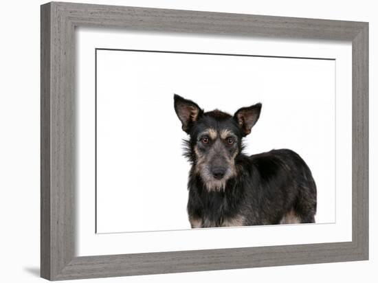 Mutt-Fabio Petroni-Framed Photographic Print