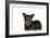 Mutt-Fabio Petroni-Framed Photographic Print