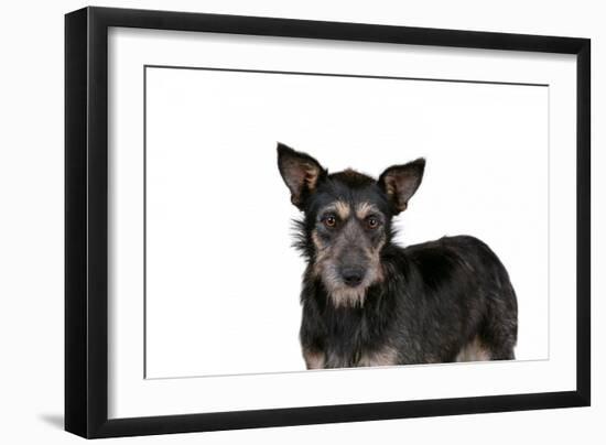 Mutt-Fabio Petroni-Framed Photographic Print