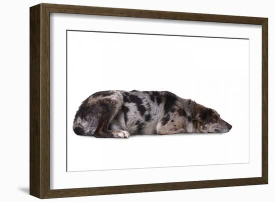 Mutt-Fabio Petroni-Framed Photographic Print