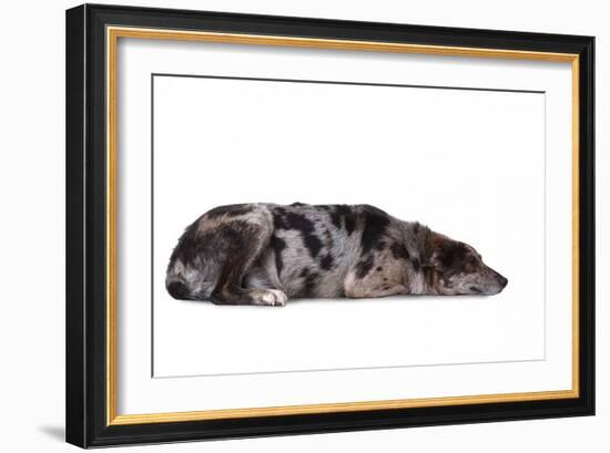 Mutt-Fabio Petroni-Framed Photographic Print