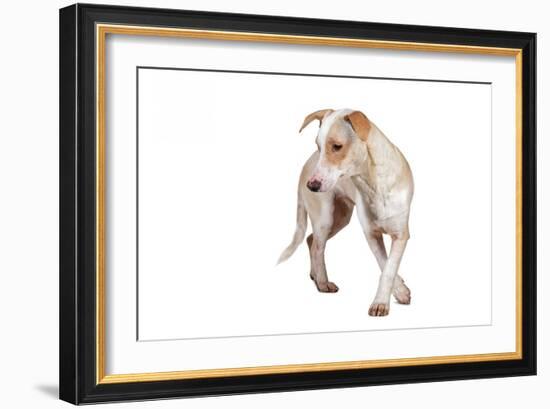 Mutt-Fabio Petroni-Framed Photographic Print