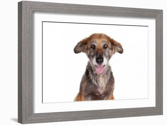 Mutt-Fabio Petroni-Framed Photographic Print