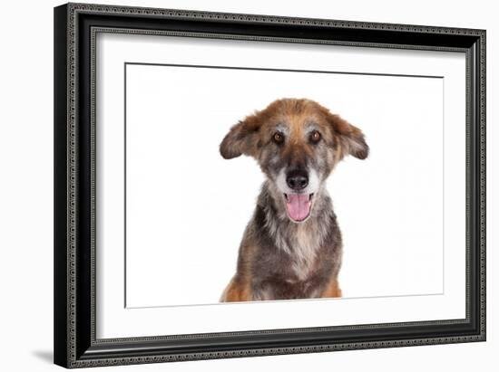 Mutt-Fabio Petroni-Framed Photographic Print