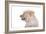 Mutt-Fabio Petroni-Framed Photographic Print