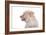 Mutt-Fabio Petroni-Framed Photographic Print