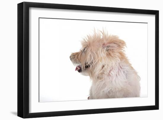 Mutt-Fabio Petroni-Framed Photographic Print