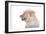 Mutt-Fabio Petroni-Framed Photographic Print