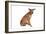 Mutt-Fabio Petroni-Framed Photographic Print