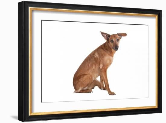 Mutt-Fabio Petroni-Framed Photographic Print