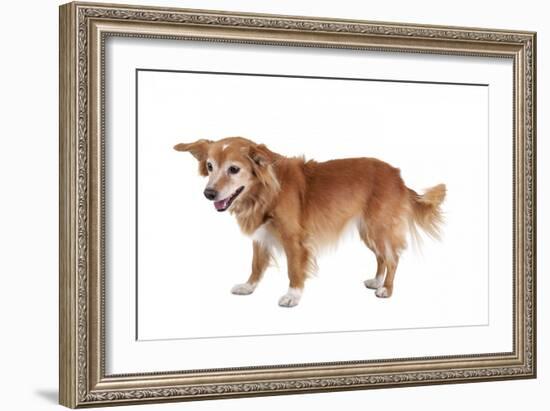 Mutt-Fabio Petroni-Framed Photographic Print