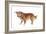 Mutt-Fabio Petroni-Framed Photographic Print