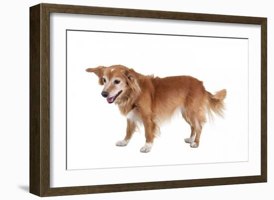 Mutt-Fabio Petroni-Framed Photographic Print