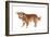 Mutt-Fabio Petroni-Framed Photographic Print