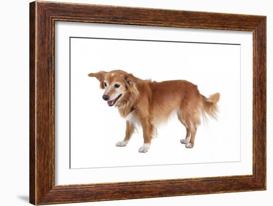 Mutt-Fabio Petroni-Framed Photographic Print