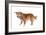 Mutt-Fabio Petroni-Framed Photographic Print