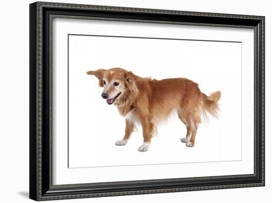 Mutt-Fabio Petroni-Framed Photographic Print