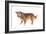 Mutt-Fabio Petroni-Framed Photographic Print