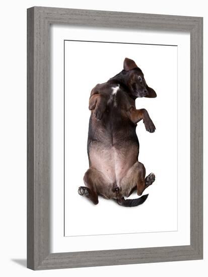 Mutt-Fabio Petroni-Framed Photographic Print