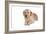 Mutt-Fabio Petroni-Framed Photographic Print