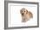 Mutt-Fabio Petroni-Framed Photographic Print