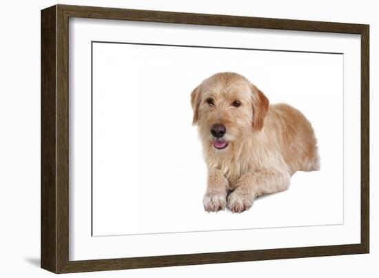 Mutt-Fabio Petroni-Framed Photographic Print