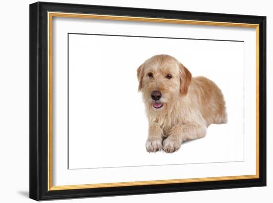 Mutt-Fabio Petroni-Framed Photographic Print