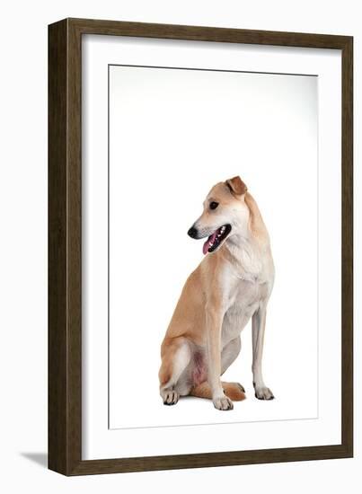 Mutt-Fabio Petroni-Framed Photographic Print