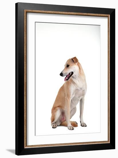 Mutt-Fabio Petroni-Framed Photographic Print