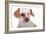 Mutt-Fabio Petroni-Framed Photographic Print