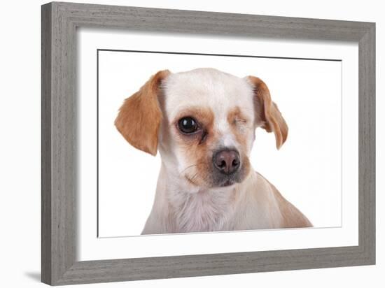 Mutt-Fabio Petroni-Framed Photographic Print