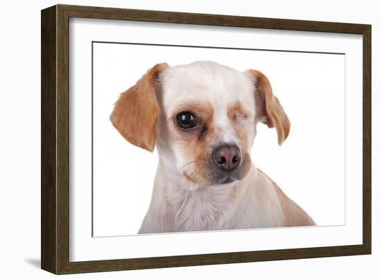 Mutt-Fabio Petroni-Framed Photographic Print