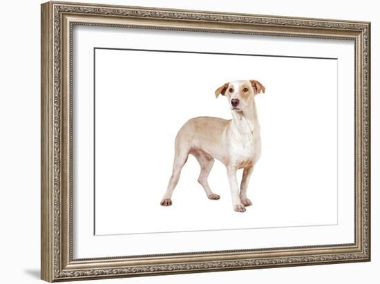 Mutt-Fabio Petroni-Framed Photographic Print