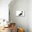 Mutt-Fabio Petroni-Mounted Photographic Print displayed on a wall