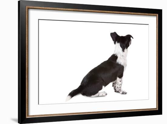 Mutt-Fabio Petroni-Framed Photographic Print