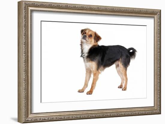 Mutt-Fabio Petroni-Framed Photographic Print