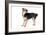 Mutt-Fabio Petroni-Framed Photographic Print