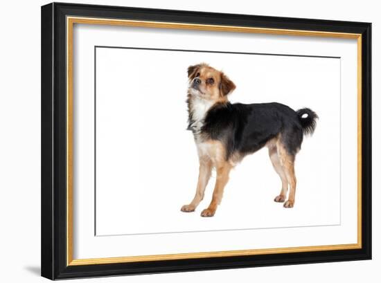 Mutt-Fabio Petroni-Framed Photographic Print