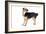 Mutt-Fabio Petroni-Framed Photographic Print