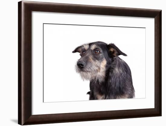 Mutt-Fabio Petroni-Framed Photographic Print