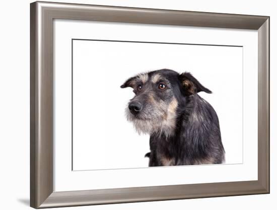 Mutt-Fabio Petroni-Framed Photographic Print