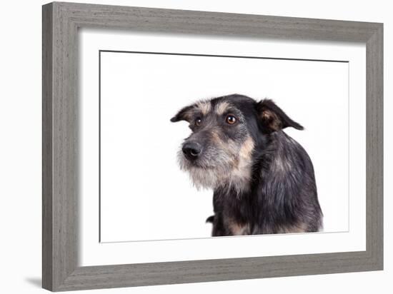 Mutt-Fabio Petroni-Framed Photographic Print