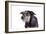 Mutt-Fabio Petroni-Framed Photographic Print